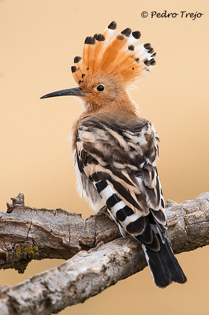 Abubilla (Upupa epops)